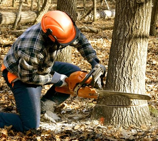 Tree Removal in Boyce, VA